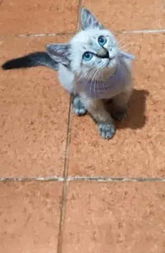 Filhote siamesa 2 meses linda fêmea