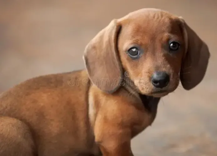 Basset Dachshund Filhotes Miniaturas Lindíssimos. 