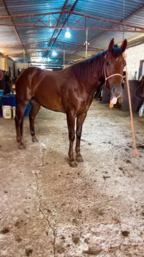 Cavalo
