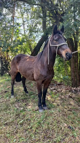 Cavalo