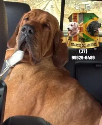 Fila Brasileiro Filhotes Premium