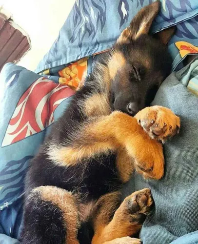 Filhote pastor alemão, Seu novo cãopanheiro está esperando para mudar sua vida!