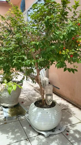 Jabuticaba Produzindo no vaso Jabuticabeira