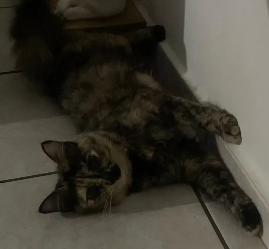 Linda gatinha escaminha para doação