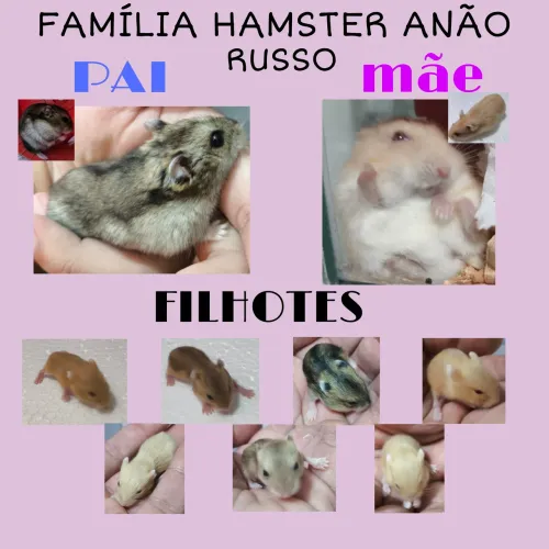 HAMSTER