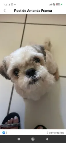 Cachorrinha shih Tzu