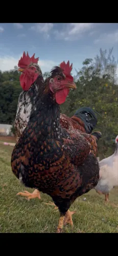 Pintinhos Galinha sertaneja balao 