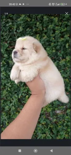 Filhote de chow chow