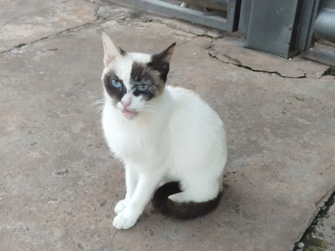 Doação especial de Gatinha