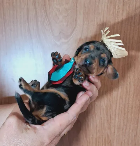 Dachshund Basset salsicha 
