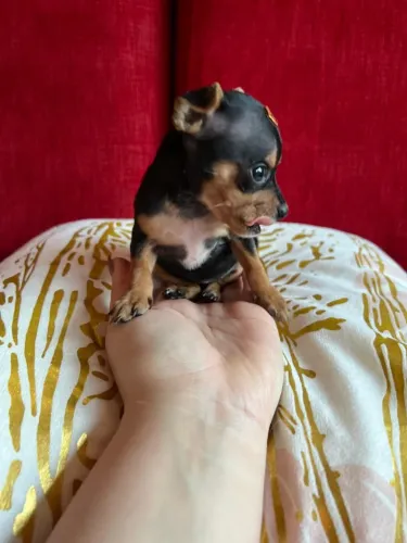 pinscher preta