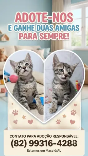 Filhote de gatinha
