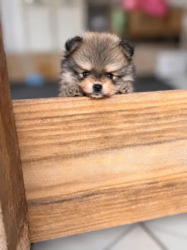 Incríveis filhotes disponíveis de Lulu da Pomeranea