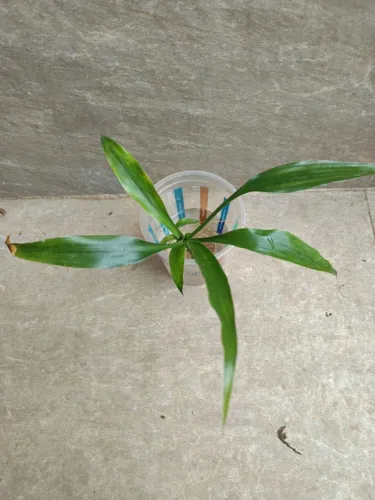 Muda de Bambu da Sorte