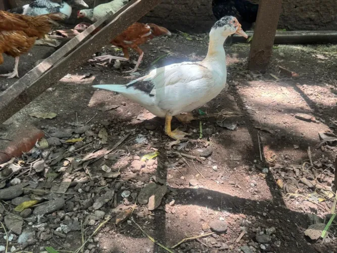 Patos saudáveis á venda - Criação Caseira 