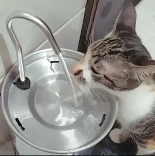 Bebedouro para gatos 