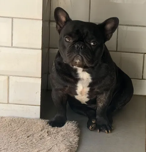 Vendo Buldogue Francês 100% legítima raça. Motivo..mudança p apartamento.  *