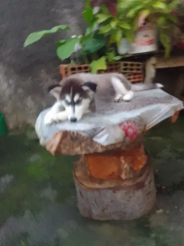Vendo filhos de hask siberiano femea vai fazer 4 meses no dia 23 do 8