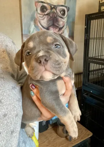 American Bully - Um Filhote Que Leva Leveza E Alegria Por Onde Passa 