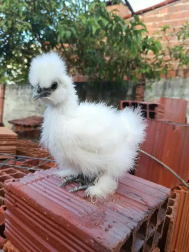 Pintinho sedosa