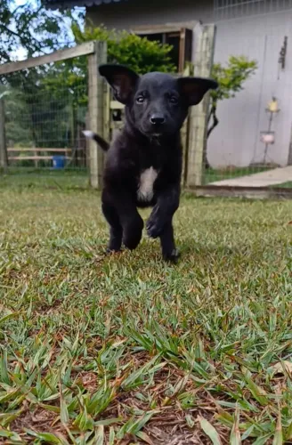 Filhotinha fêmea para adoção responsável ?