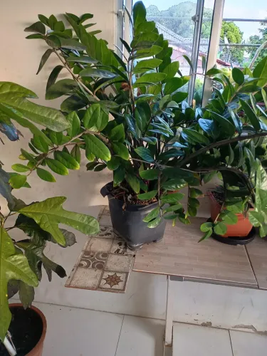 Vende si plantas