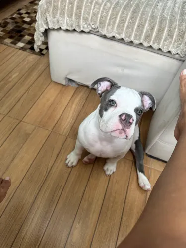 Filhote American Bully Exotic