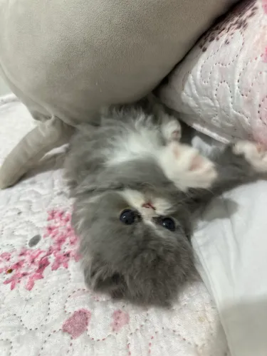 Gato Persa
