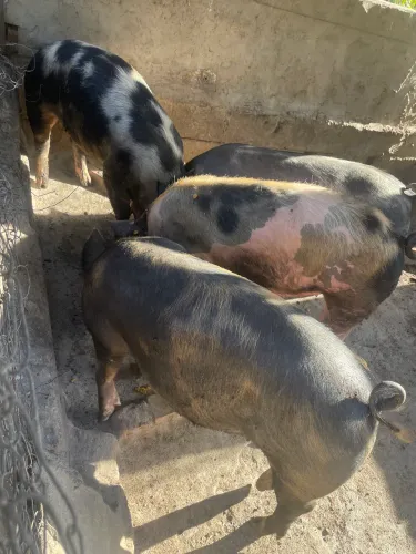Vende-se se por o caipira