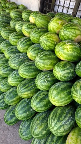 Melancia - Atacado