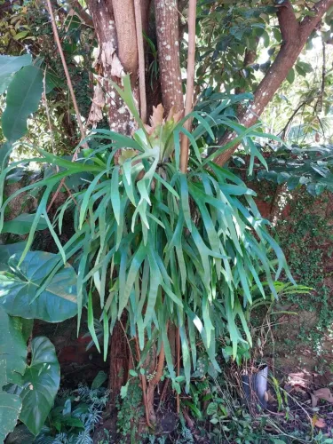Aloe Vera, samambaia e costela de Adão.