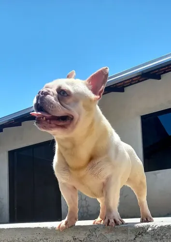 Bulldog Francês Exótico_ Lilac Tan Platinum possível Merle_Pedigree CBKC