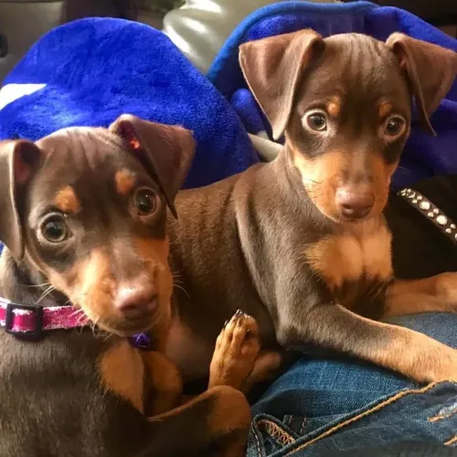 Filhotes De Pinscher - O Melhor Presente Para Ter Em Casa