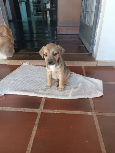 Doa-se filhotes cachorro