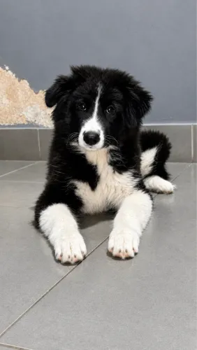 Border Collie