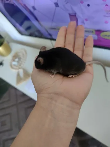 Rato topolino