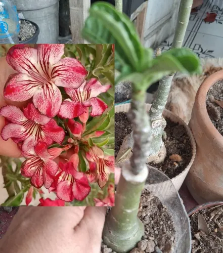 Rosa do deserto florífica e perfumada 