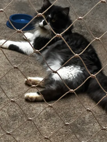 Maine coon inteiro