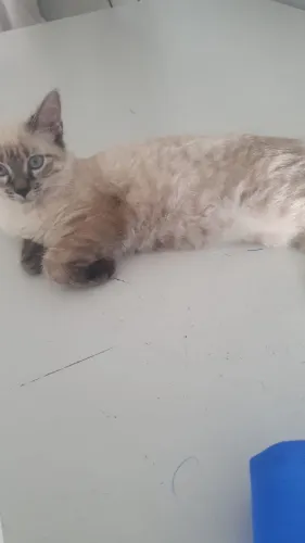 Doação de gata