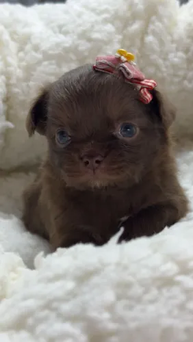 Chihuahua. Uma princesa micro de pelinhos longo chocolate sólido para reserva