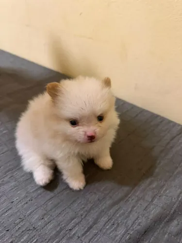 Lulu da Pomerânia // Spitz Alemão