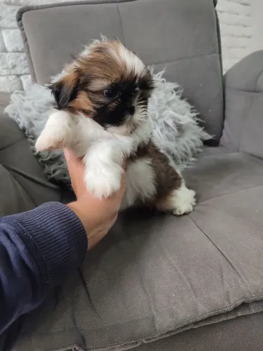 Filhotes de shihtzu