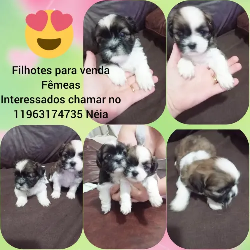 Filhotes para venda 