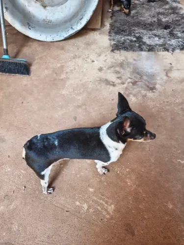 Venda de pinscher valor 350.00