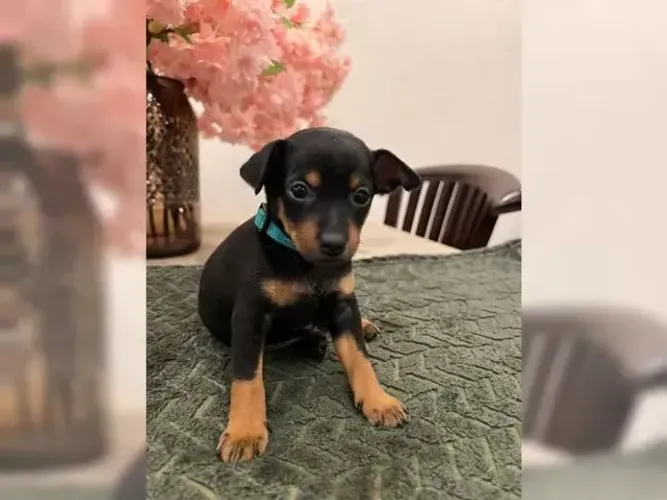 Lindo Neném Pinscher/Pincher Zero Macho e Fêmea Vacinados em SP