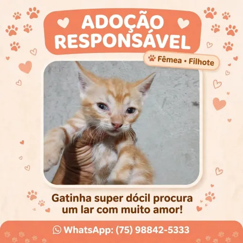 Gatinho para adoção