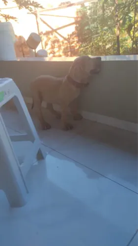 Cachorro