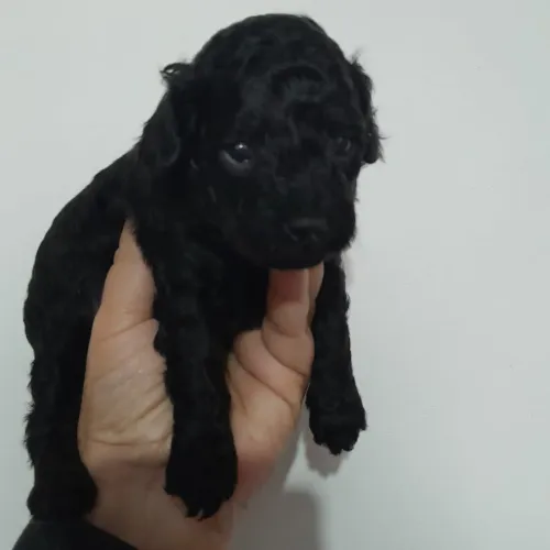 Poodle preta com pedigree!