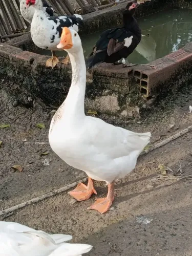 Gansos