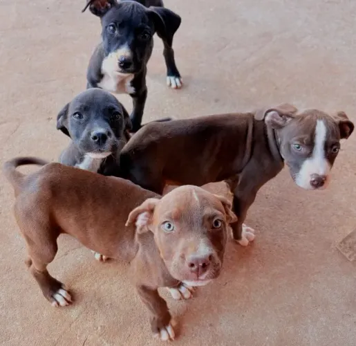 Pitbull a venda!